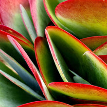 Load image into Gallery viewer, Kalanchoe thyrisflora