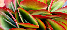 Load image into Gallery viewer, Kalanchoe thyrisflora