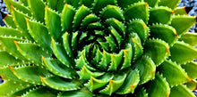 Load image into Gallery viewer, Aloe 'Polyphylla'