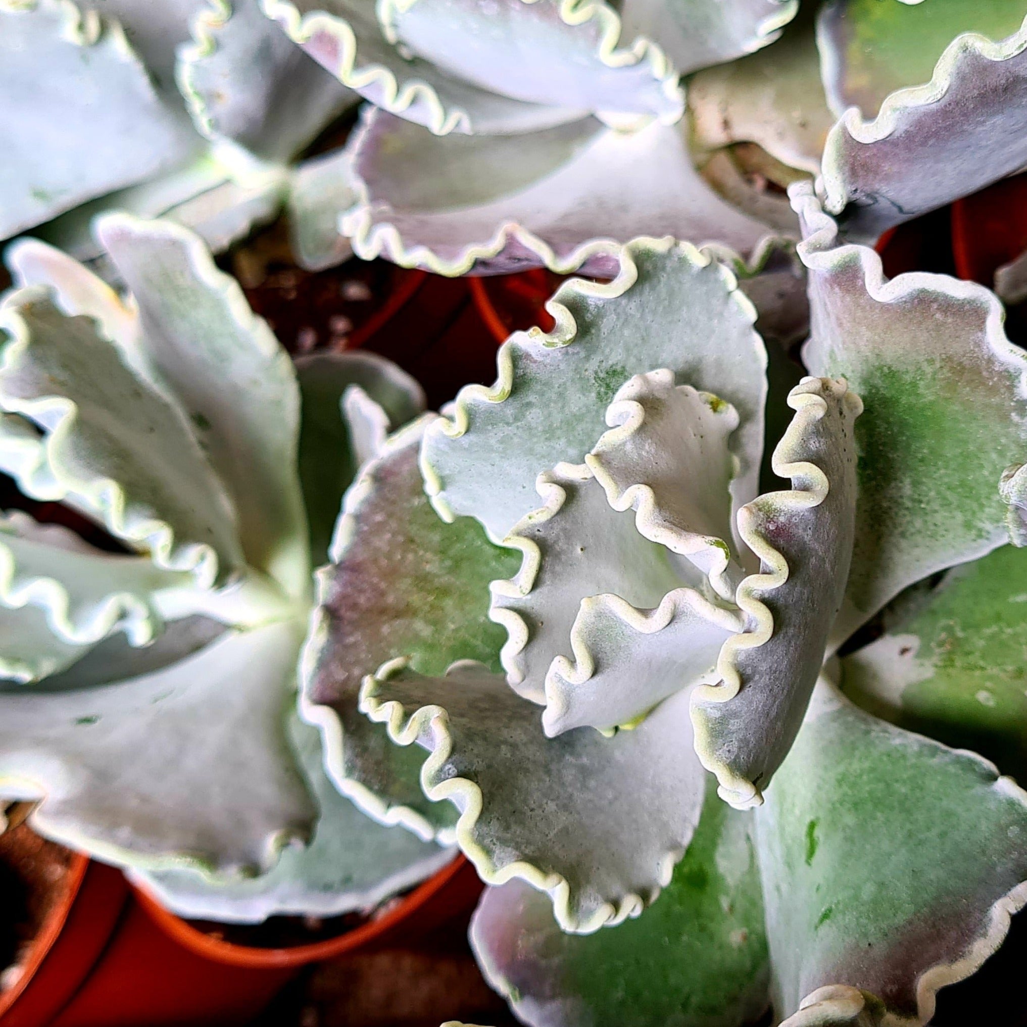 silver crown succulent Cotyledon 'undulata'