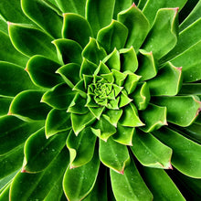 Load image into Gallery viewer, Aeonium 'Maximus'