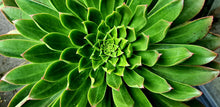 Load image into Gallery viewer, Aeonium 'Maximus'