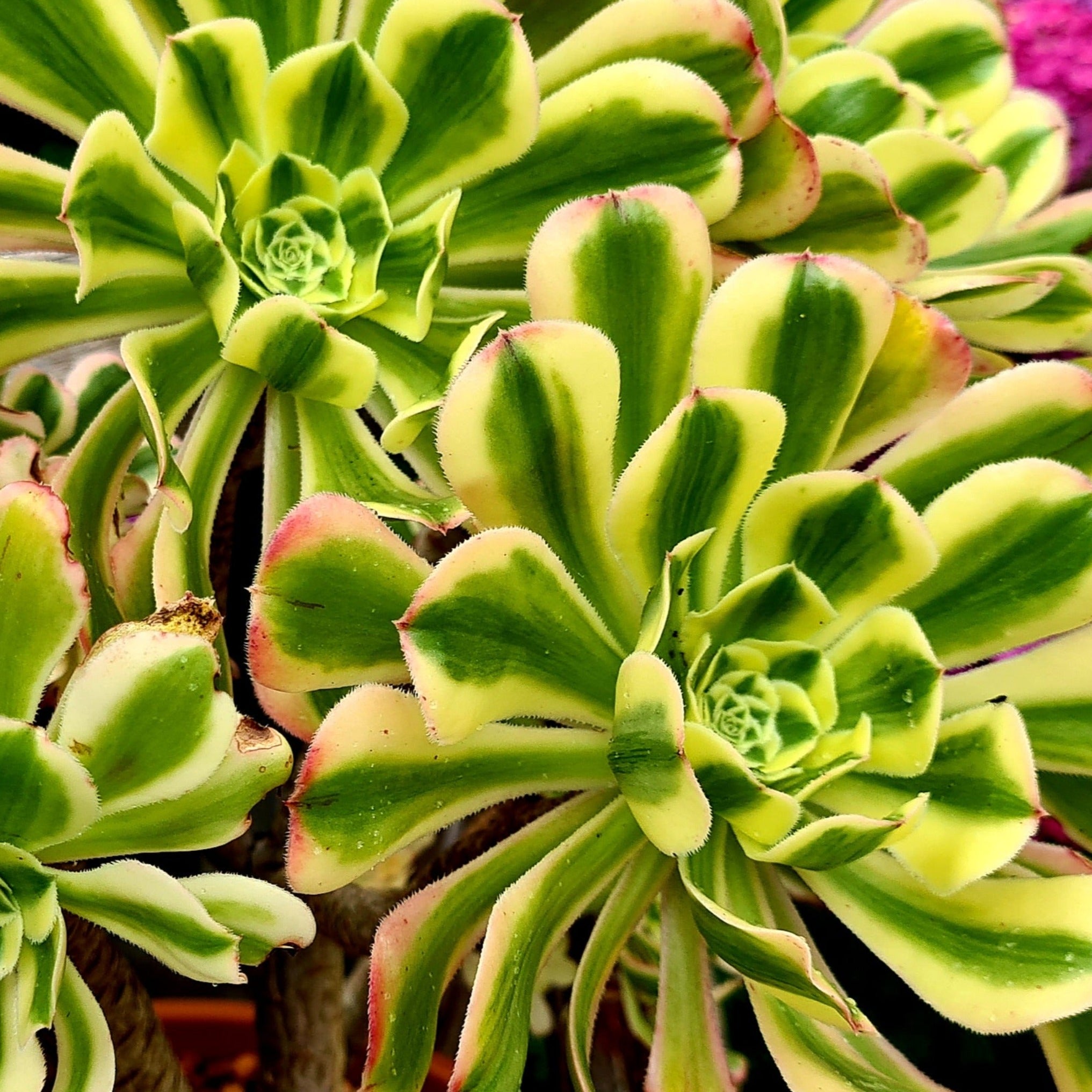 aeonium arboreum succulent Aeonium arboreum 'Albovariegatum'