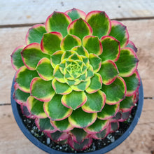 Load image into Gallery viewer, Aeonium 'Sunrise'