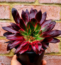 Load image into Gallery viewer, Aeonium 'Peacock'