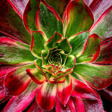 Load image into Gallery viewer, Aeonium 'Peacock'
