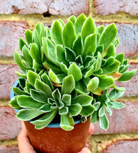 Load image into Gallery viewer, Aeonium goochiae 'Ballerina'