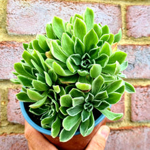 Load image into Gallery viewer, Aeonium goochiae 'Ballerina'