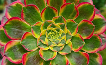 Load image into Gallery viewer, Aeonium 'Sunrise'