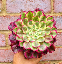 Load image into Gallery viewer, Aeonium 'Ink Painting/Ecstacy'