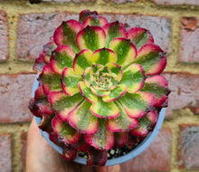 Load image into Gallery viewer, Aeonium 'Venus'