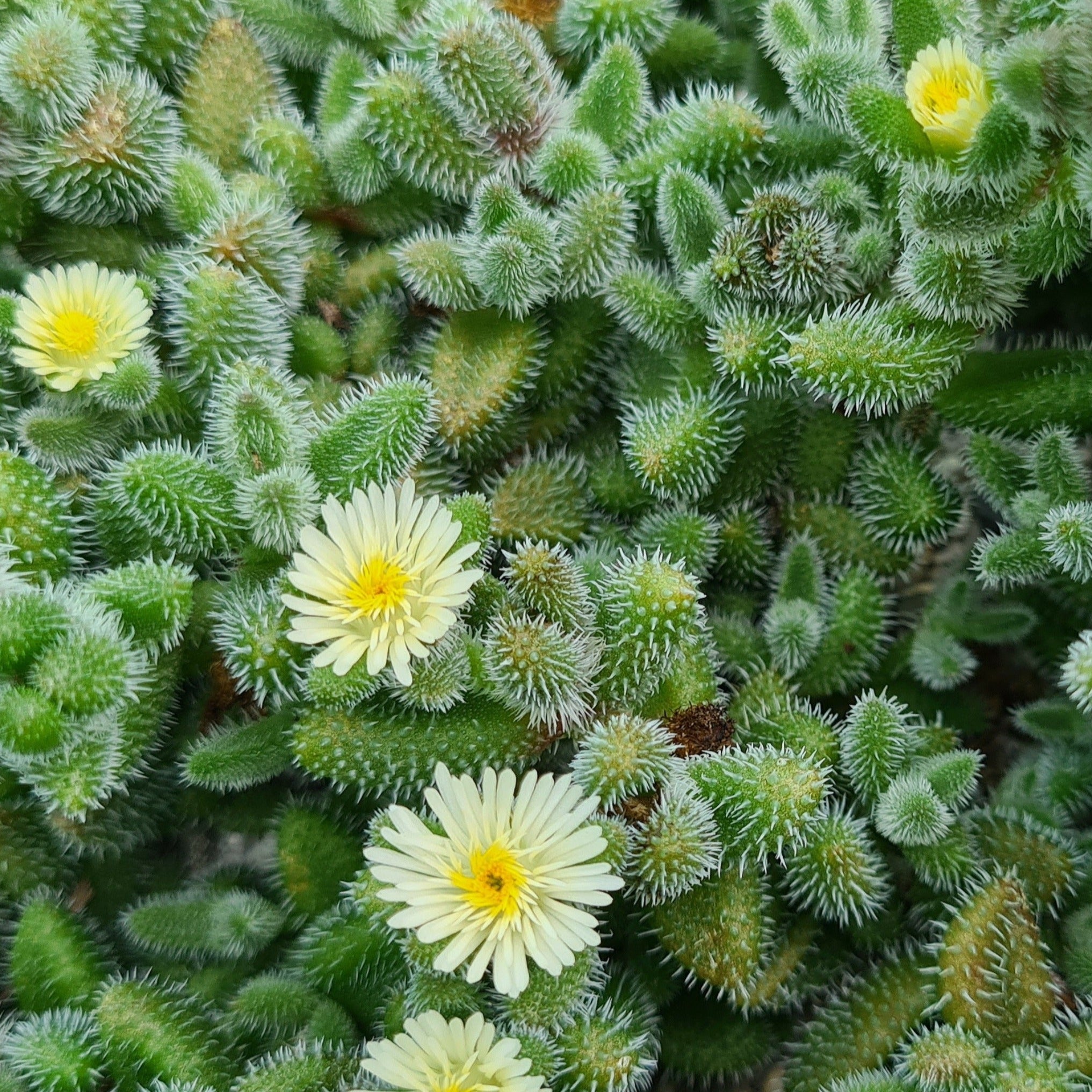 pickle plant succulent flower Delosperma echinatum 'The Pickle Plant'