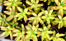 Load image into Gallery viewer, Sedum 'Nussbaumerianum'