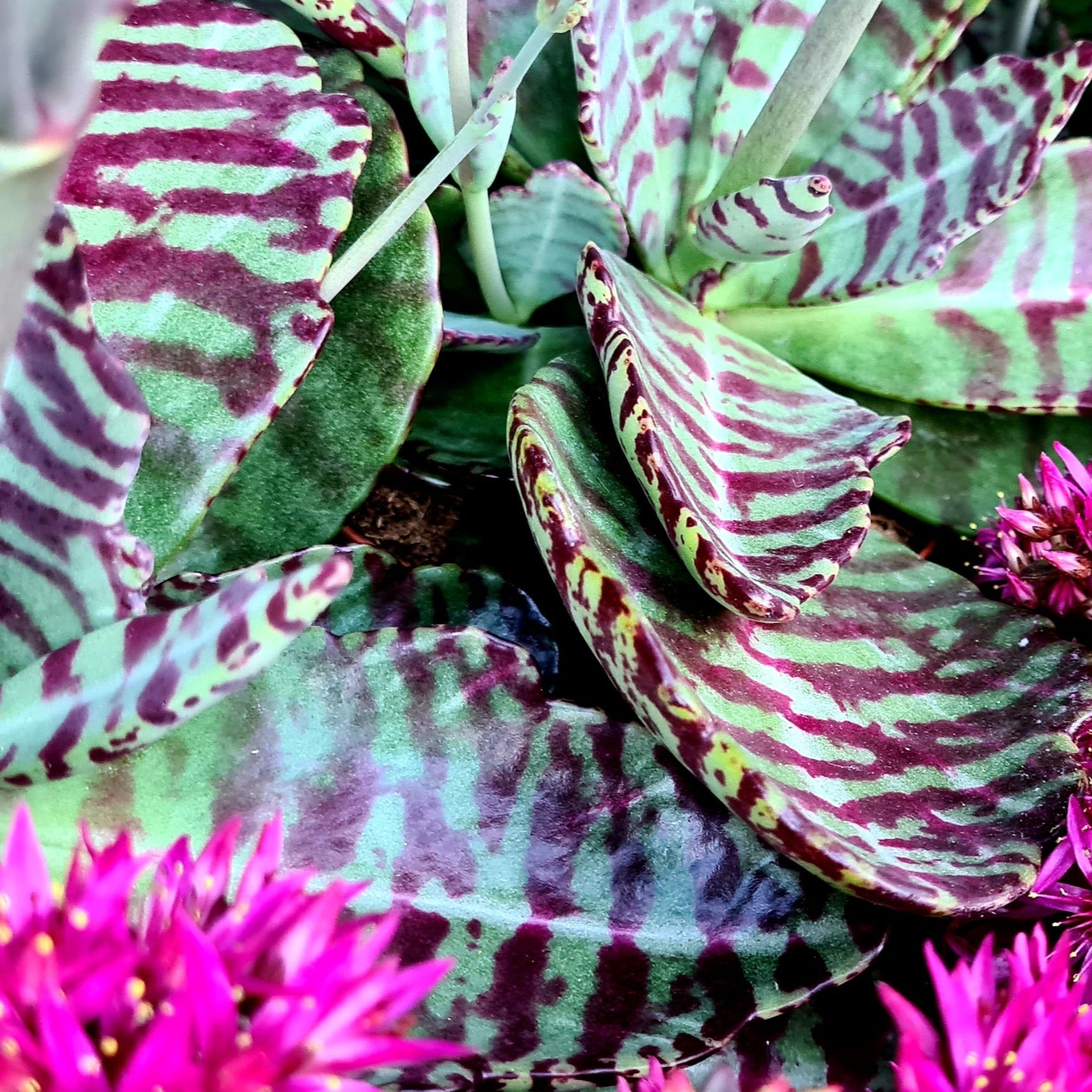 humilis succulent Kalanchoe 'Humilis'