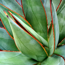 Load image into Gallery viewer, Agave 'Blue Glow'