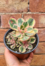 Load image into Gallery viewer, Aeonium marnier lapostelle (Variegated form)