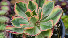 Load image into Gallery viewer, Aeonium marnier lapostelle (Variegated form)