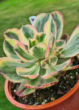 Load image into Gallery viewer, Aeonium marnier lapostelle (Variegated form)