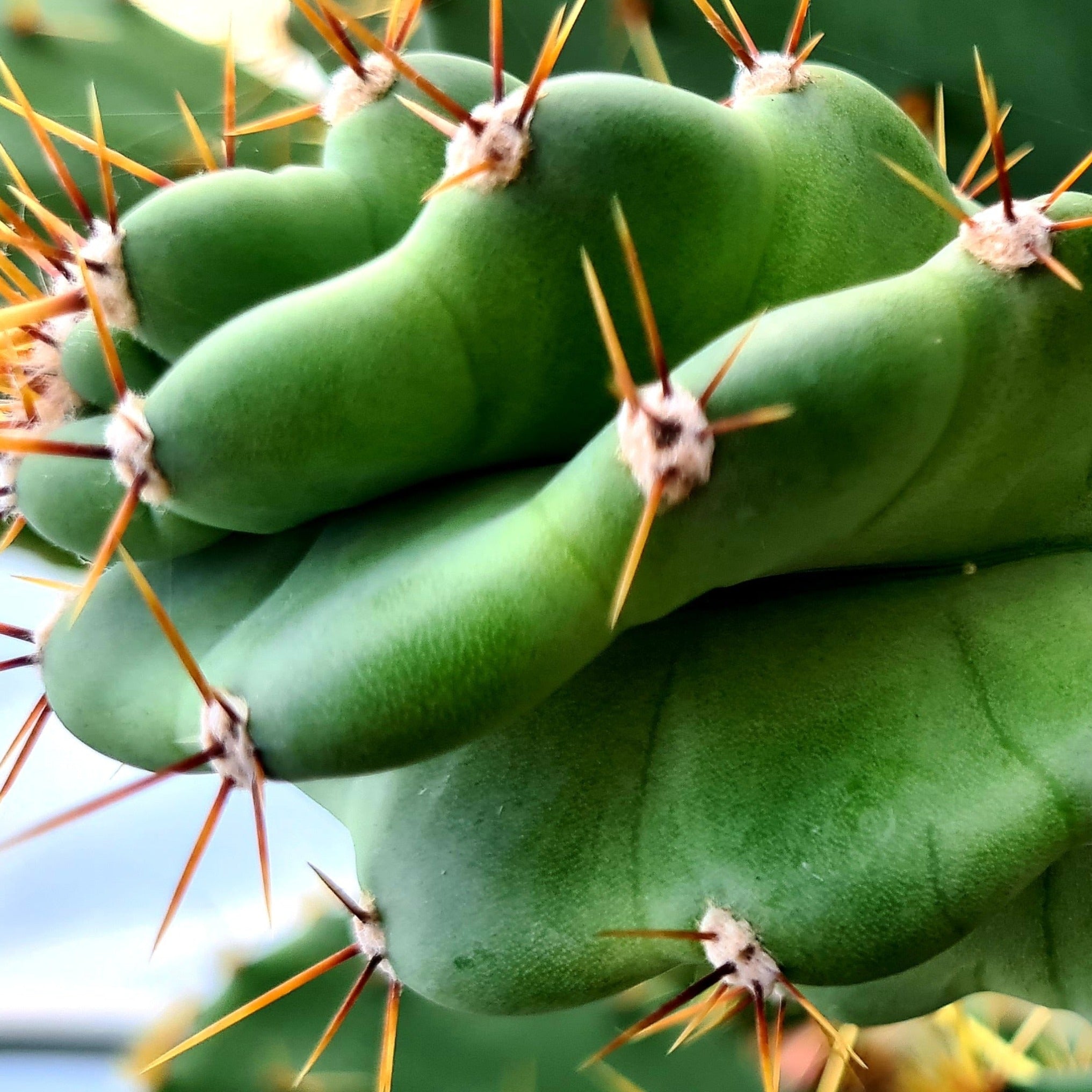 Cereus forbesii 'Spiral Cactus'
