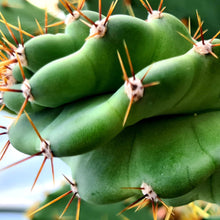 Load image into Gallery viewer, Cereus forbesii 'Spiral Cactus'