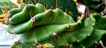 Load image into Gallery viewer, Cereus forbesii 'Spiral Cactus'