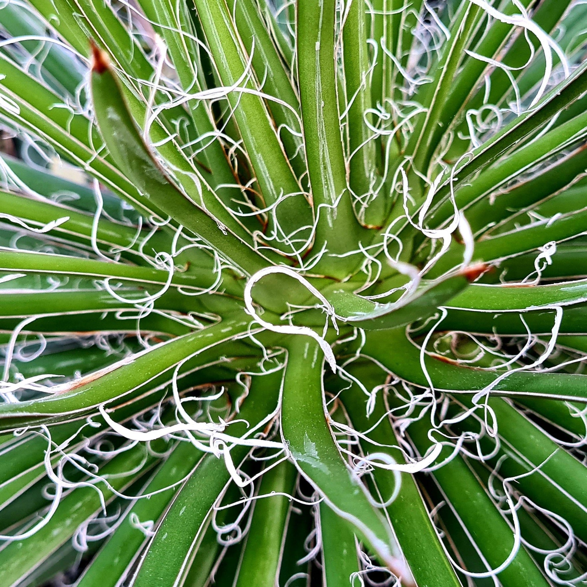 Agave x leopoldii