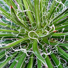 Load image into Gallery viewer, Agave x leopoldii