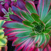 Load image into Gallery viewer, Aeonium 'Peacock'