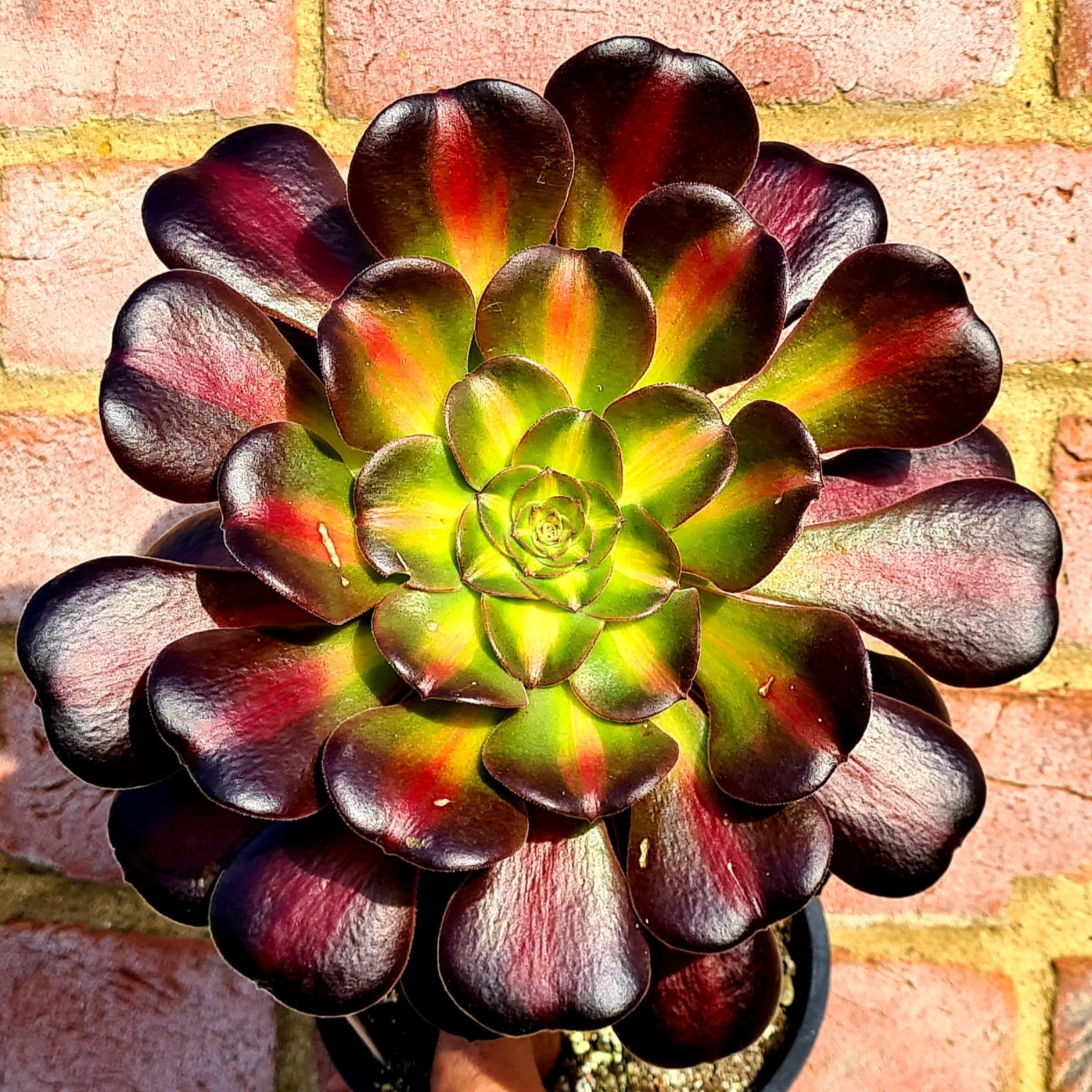 kilimanjaro succulent topiary Aeonium 'Kilimanjaro' – Coastal Succulents, Cacti & Alpines