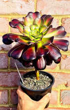Load image into Gallery viewer, Aeonium 'Kilimanjaro'