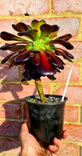 Load image into Gallery viewer, Aeonium 'Kilimanjaro'