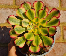 Load image into Gallery viewer, Aeonium 'Venus'