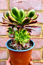 Load image into Gallery viewer, Aeonium 'Superbang'