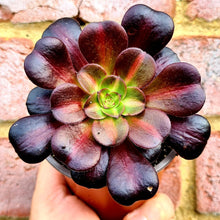 Load image into Gallery viewer, Aeonium 'Kilimanjaro'
