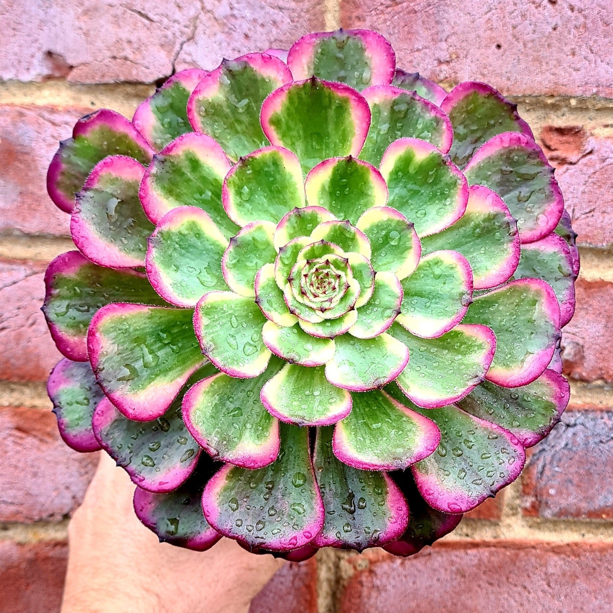 black king succulent Aeonium 'Black King Kong'