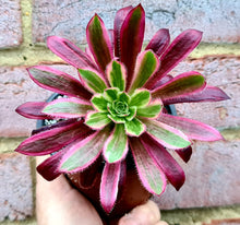 Load image into Gallery viewer, Aeonium 'Firecracker' Variegated