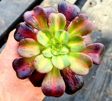 Load image into Gallery viewer, Aeonium 'Kilimanjaro'