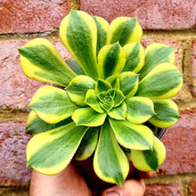 Load image into Gallery viewer, Aeonium 'Green Lemon'