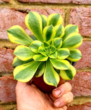 Load image into Gallery viewer, Aeonium 'Green Lemon'
