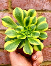 Load image into Gallery viewer, Aeonium 'Green Lemon'
