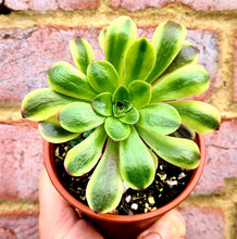 Load image into Gallery viewer, Aeonium 'Superbang'
