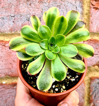 Load image into Gallery viewer, Aeonium 'Superbang'