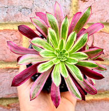 Load image into Gallery viewer, Aeonium 'Firecracker' Variegated