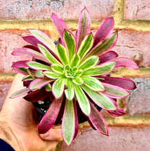Load image into Gallery viewer, Aeonium 'Firecracker' Variegated