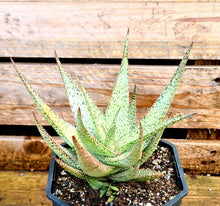 Load image into Gallery viewer, Aloe rauhii 'Snowflake'
