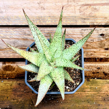 Load image into Gallery viewer, Aloe rauhii 'Snowflake'
