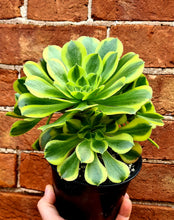 Load image into Gallery viewer, Aeonium 'Green Lemon'