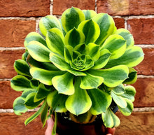 Load image into Gallery viewer, Aeonium 'Green Lemon'