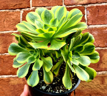 Load image into Gallery viewer, Aeonium 'Green Lemon'