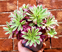 Load image into Gallery viewer, Aeonium 'Firecracker' Variegated